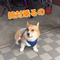 絶対に乗りたいジノくん