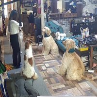 指示を受けると即座に座る