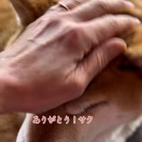 お礼を伝える飼い主さん