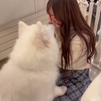 顔を舐めるサモエド