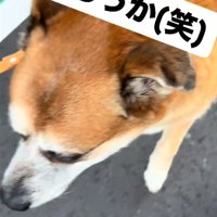 犬のアップ