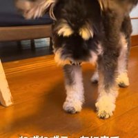 大袈裟にくしゃみをするミニチュアシュナウザー