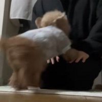 ちびちゃんのお出迎え6