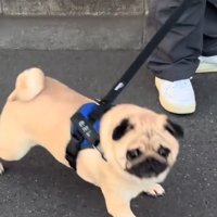 気づいたむさし君