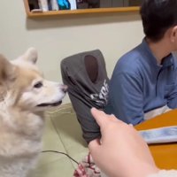 「仕方ないなあ…」