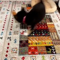 おもちゃを振り回すきびくん