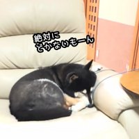 どく気ゼロでタヌキ寝入り