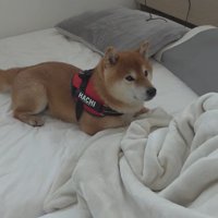 ママのそばに座り込むはちくん