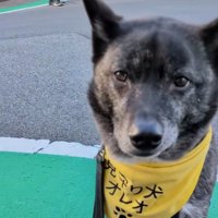 見守り犬オレオくん