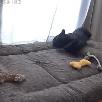 マットレスの上で跳ねるフレンチブルドッグ