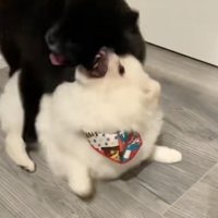 改めて「ワンプロ」開始！