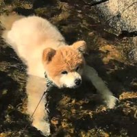 川の中に入って浮かんでいる犬