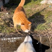 匂いを嗅ぎあう2匹