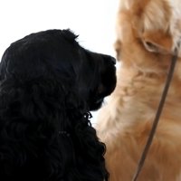 ルーク君をお散歩に誘った時の態度8