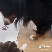 見つめ合う2匹の犬