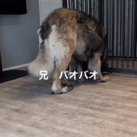 お兄ちゃんのバオバオくん