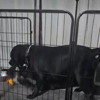 縄を取り合う犬1