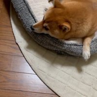 犬用ベッドに寝そべる犬