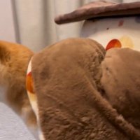 「おやつ」と聞いた文太くんの反応7