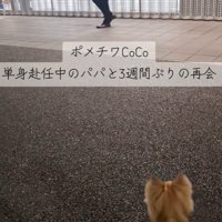 CoCoちゃんとパパさんの再会