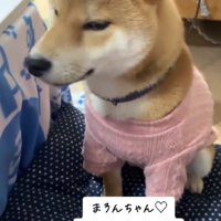 子犬期からお気に入りのピンク