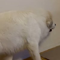 まさかの素通り！