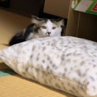 ビビちゃんを遊びに誘うイヴちゃん