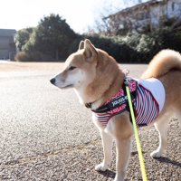 キリッ