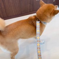 前方を見遣る柴犬