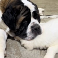 子犬の頭を押さえる大型犬