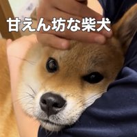 カメラを見つめる犬