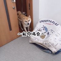 朝の挨拶をしに来た2匹の犬