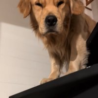 寝起きのゴールデンレトリバー2