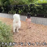 ドッグランの中を歩く犬と女の子