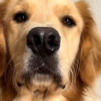 鼻の穴を膨らませた犬