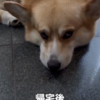 玄関で伏せる犬