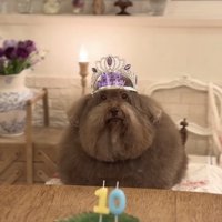 ティアラをつけて座る犬