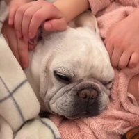 女の子の腕枕で眠りそうになっている犬