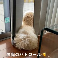 庭を見るワンコ