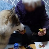 お芋をもらうハスキー