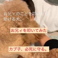 家族を叩くフリをした時のカブ子ちゃん3