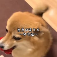 あずきちゃんの態度の違い5