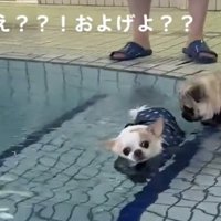 水面を漂う犬
