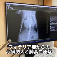 犬の腹部を撮ったレントゲン