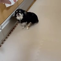オスワリしたまま、前へ前へ