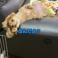おしゃぶりを咥えると…