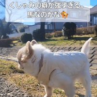 たねちゃんのくしゃみ3