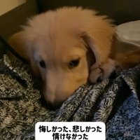 布団に顔を埋める子犬