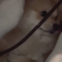 「いや、別に何も…」