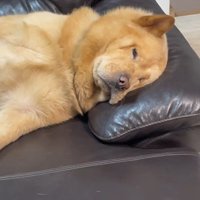 ぽぽ太くんの寝姿4